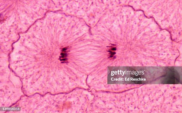 whitefish mitosis, whitefish embryo (blastula), telophase and cytokinesis (magnification x400) the cleavage furrow is evident constricting the cell. spindle fibres (microtubules) are still visible. - cytokinesis stock pictures, royalty-free photos & images