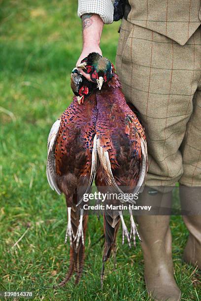 game keeper holds three ring-necked pheasant (phasianus colchicus) scotland, uk - faisans photos et images de collection