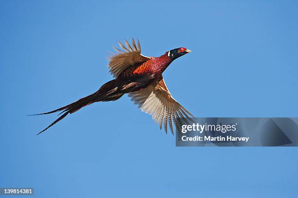 ring-necked pheasant (phasianus colchicus) in flight against blue sky. scotland, uk - pheasant bird stock pictures, royalty-free photos & images