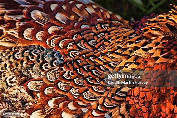 1,992 Pheasant Feathers Stock Photos, High-Res Pictures, and