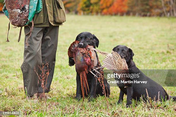game keeper with two black labrador (canis lupus familiaris) carrying ring-necked pheasant (phasianus colchicus) that have been shot by the hunters during a pheasant shoot. scotland, uk - dead dog fotografías e imágenes de stock
