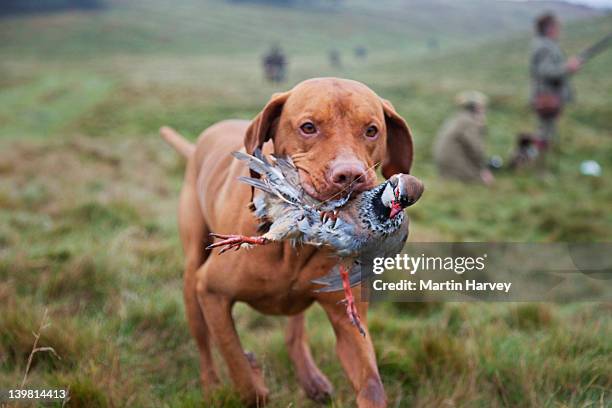 vizsla pointer (canis lupus familiaris) with red-legged partridge (alectoris rufa) that has been shot during a hunt. scotland, uk - animals hunting stock pictures, royalty-free photos & images