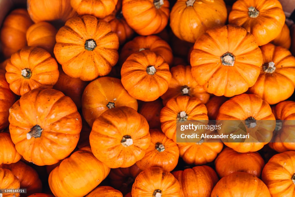 Heap of round orange pumpkins, directly above view