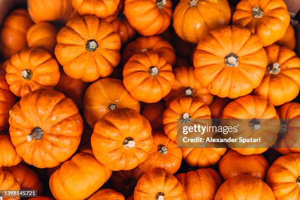 heap of round orange pumpkins, directly above view - pompoen stockfoto's en -beelden