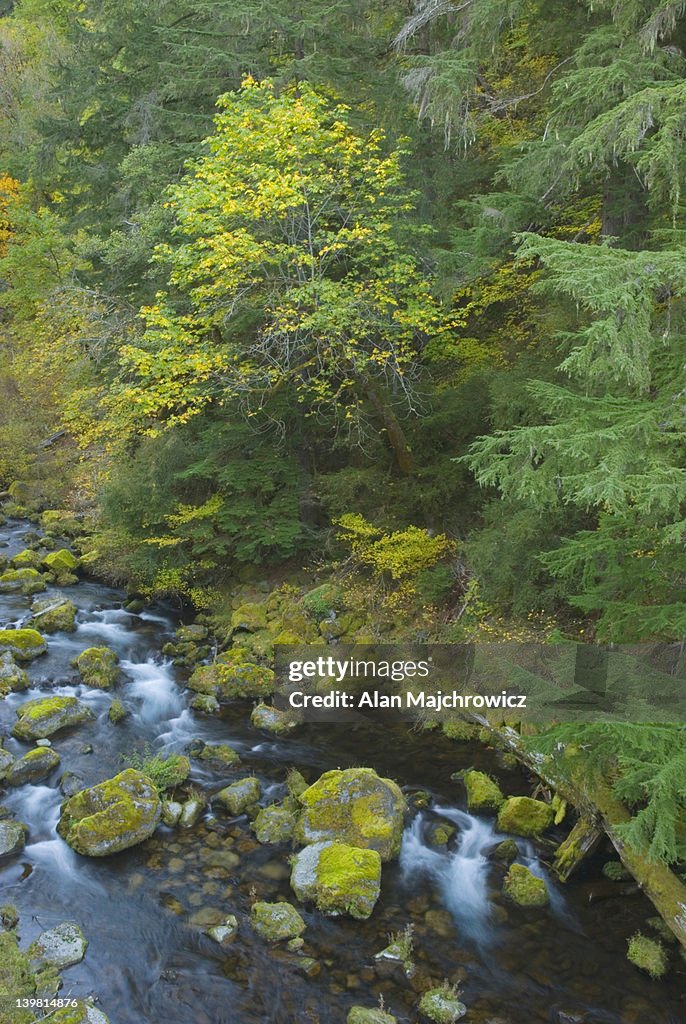 McKenzie River, Oregon, USA