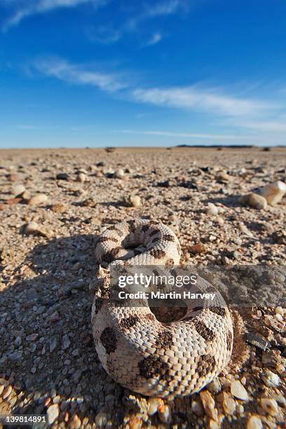 149 Namibian Snakes Stock Photos, High-Res Pictures, and Images - Getty ...