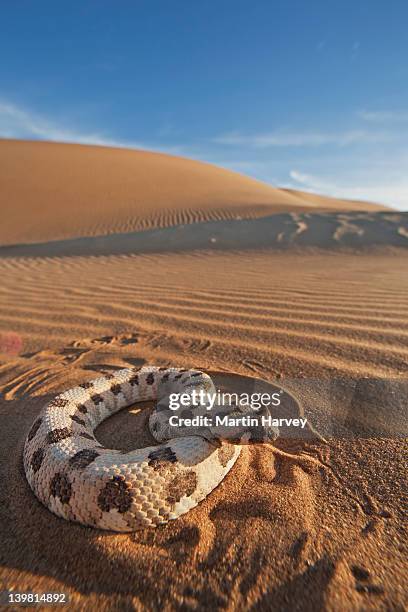 149 Namibian Snakes Stock Photos, High-Res Pictures, and Images - Getty ...