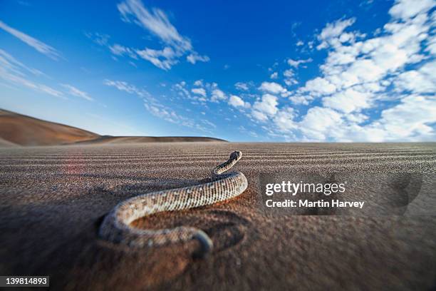 151 Namibian Snakes Stock Photos, High-Res Pictures, and Images - Getty ...