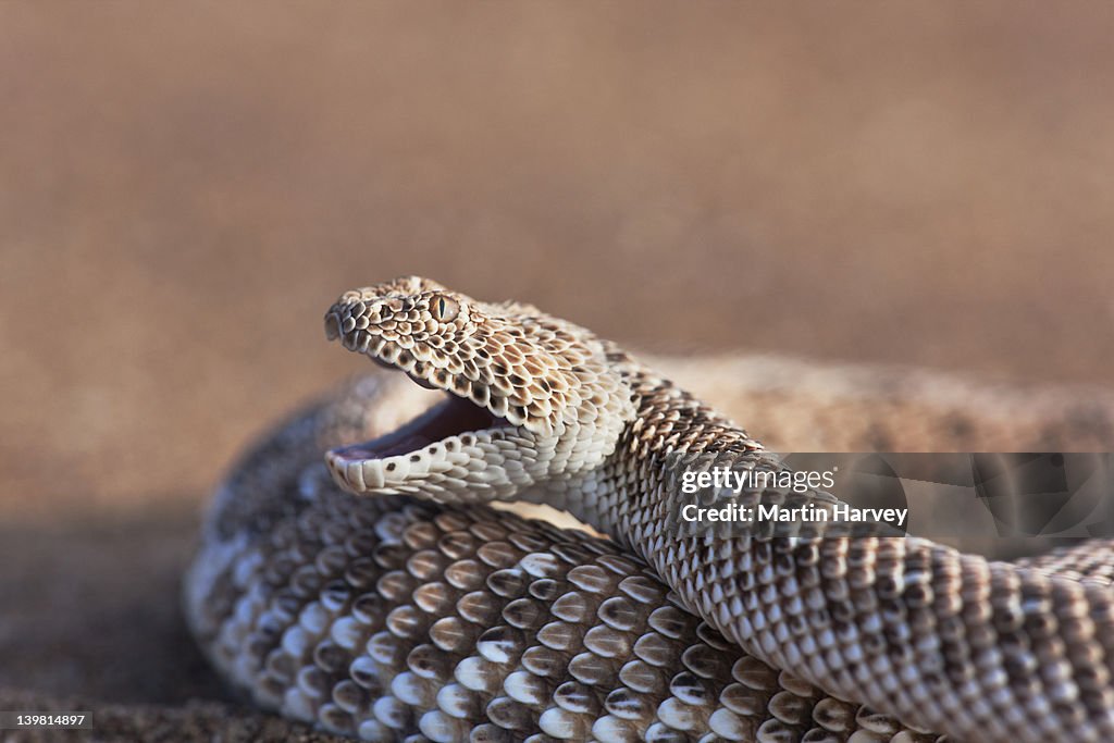 The Sidewinder Adder (Bitis peringueyi) side view, Sossusvlei in the Namib desert. Namib-Naukluft National Park, Namibia, Africa