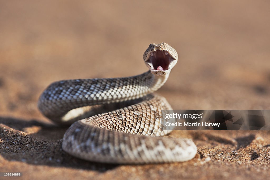 The Sidewinder Adder (Bitis peringueyi) threatening, front view, Sossusvlei in the Namib desert. Namib-Naukluft National Park, Namibia, Africa