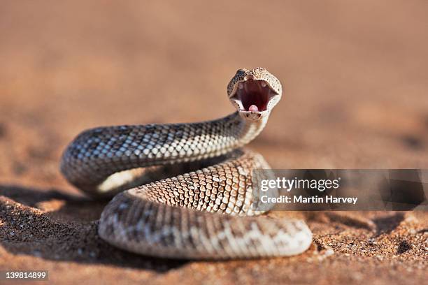 the sidewinder adder (bitis peringueyi) threatening, front view, sossusvlei in the namib desert. namib-naukluft national park, namibia, africa - brown snake stockfoto's en -beelden