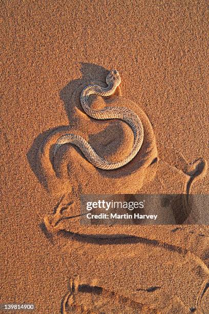 the sidewinder adder (bitis peringueyi) leaving s-shaped tracks in the sand. sossusvlei in the namib desert. namib-naukluft national park, namibia, africa - animal footprint stockfoto's en -beelden