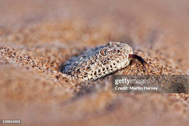 the sidewinder adder (bitis peringueyi) partially buried in sand, sossusvlei in the namib desert. namib-naukluft national park, namibia, africa - adder stock pictures, royalty-free photos & images