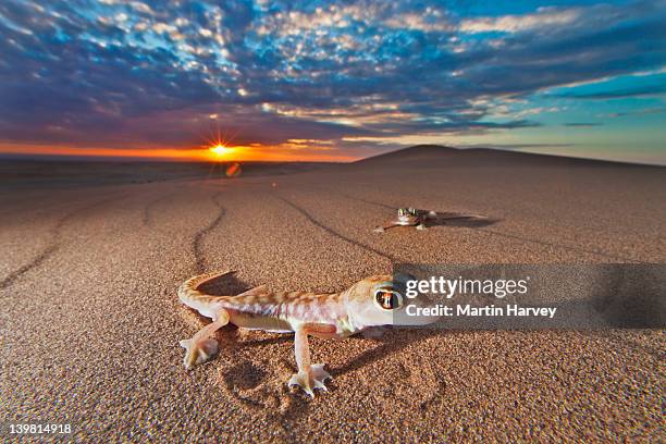 web-footed gecko (palmatogecko rangei) under sunset, namib desert, namibia, africa namib-naukluft national park, namibia, africa - namib desert stock-fotos und bilder