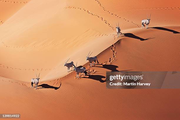 gemsboks (oryx gazella) in typical desert habitat. namib desert, namib-naukluft national park, namibia, africa - namibia stock-fotos und bilder