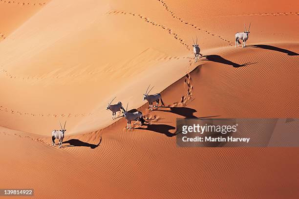 gemsboks (oryx gazella) in typical desert habitat. namib desert, namib-naukluft national park, namibia, africa - fauna silvestre fotografías e imágenes de stock