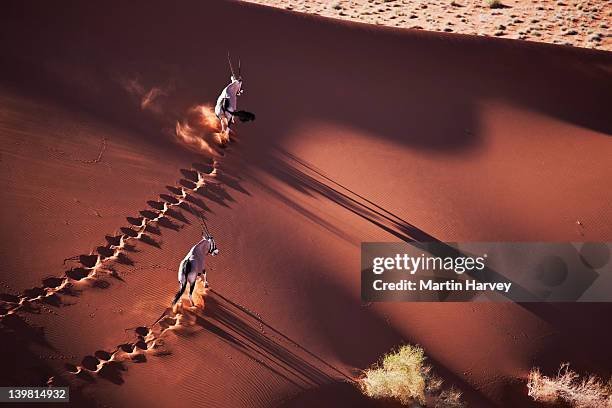 gemsboks (oryx gazella) on the move in desert habitat, namib desert, namib-naukluft national park, namibia, africa - oryx stock pictures, royalty-free photos & images