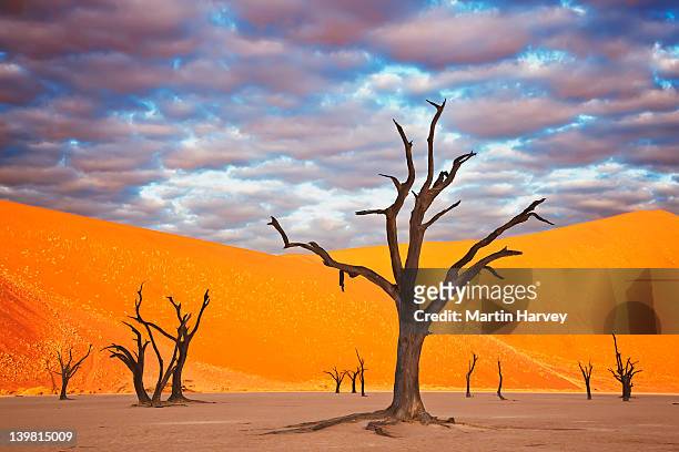 dead acacia tree (acacia drepanolobium) dead vlei is an old saltpan named for its eerie dead appearance. water was cut off when the flow of the tsauchab river changed its course approximately 500 years ago. sossusvlei in the namib desert. namib-naukluft n - dead vlei namibia fotografías e imágenes de stock