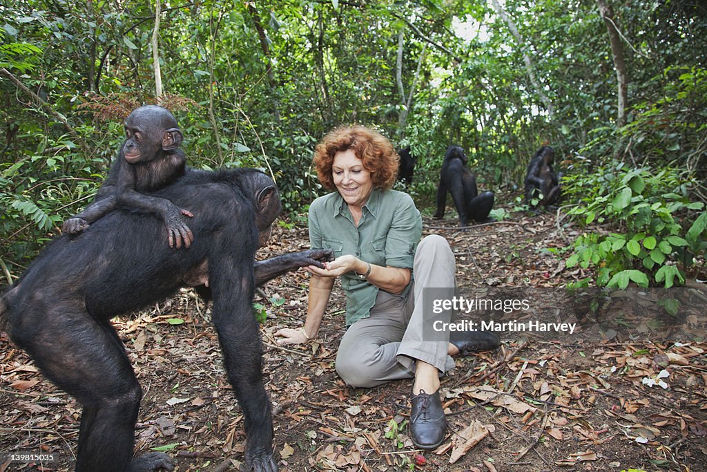 Bonobos (Pan paniscus) with Claudine Andre. The Founder of Sanctuary Lola Ya Bonobo Chimpanzee Democratic Republic of the Congo