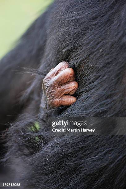 baby bonobo (pan paniscus) grabbing hold of mother's fur. sanctuary lola ya bonobo chimpanzee, democratic republic of the congo - fur photos et images de collection