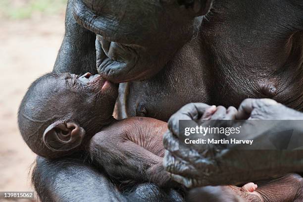 adult and baby bonobo (pan paniscus) sanctuary lola ya bonobo chimpanzee, democratic republic of the congo - baby chimp sleeping stock pictures, royalty-free photos & images