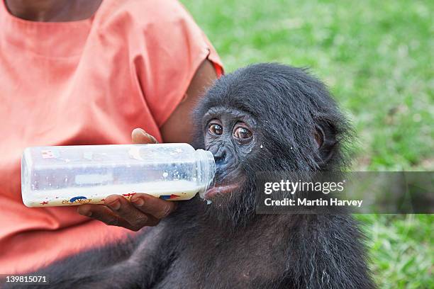 orphan baby bonobos (pan paniscus) at feeding time with surrogate mothers. sanctuary lola ya bonobo chimpanzee, democratic republic of the congo - matapan bildbanksfoton och bilder
