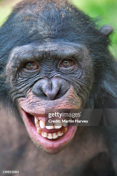 bonobo (pan paniscus) with fear grin, might be seen when a lower ranked chimp is approached by a higher-ranking animal. sanctuary lola ya bonobo chimpanzee, democratic republic of the congo - chimpanzee teeth stockfoto's en -beelden