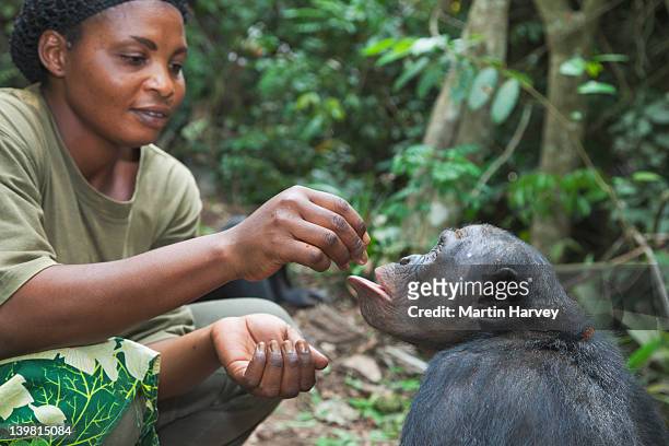 keeper with adult bonobo (pan paniscus) sanctuary lola ya bonobo chimpanzee, democratic republic of the congo - zoowärter stock-fotos und bilder