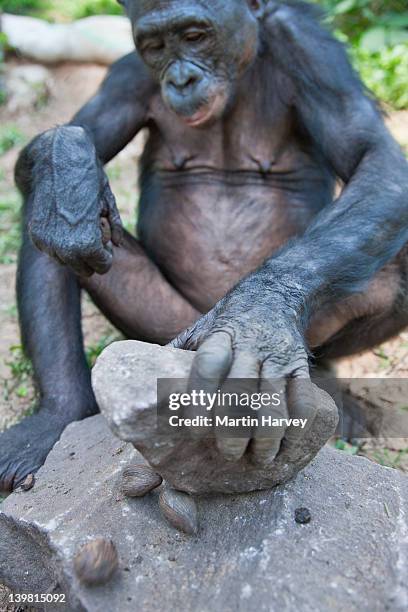 Chimp Hands Photos and Premium High Res Pictures - Getty Images