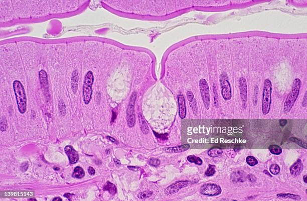 simple columnar epithelium with a goblet (mucus) cell and small intestine (ileum) in human (magnification x250) showing tall columnar cells with nuclei, a striated border (microvilli) facing the lumen, a goblet cell with mucus and a nucleus, a basement me - intestino delgado - fotografias e filmes do acervo