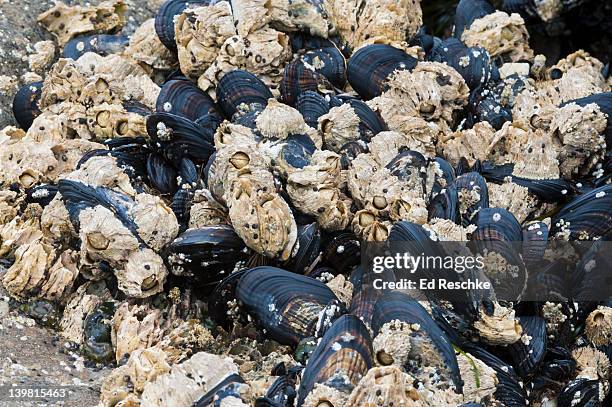 Sea Messusle Sea Mussels Photos and Premium High Res Pictures - Getty Images