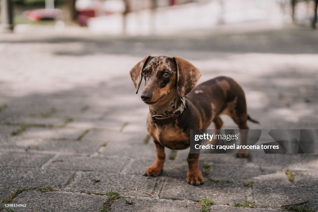 Miniature dachshund standing on the sidewalk