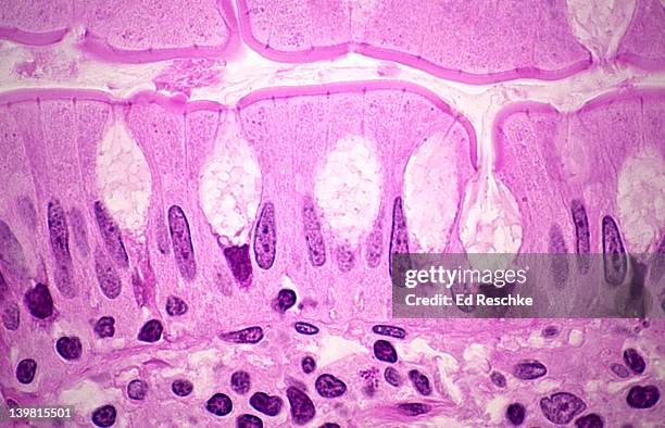 simple columnar epithelium with goblet (mucus-secreting) cells, small intestine (ileum), human (magnification x250) showing tall columnar cells with nuclei and a striated border (microvilli) facing the lumen, goblet cells with mucus and showing a nucleus - lamina propria stock pictures, royalty-free photos & images