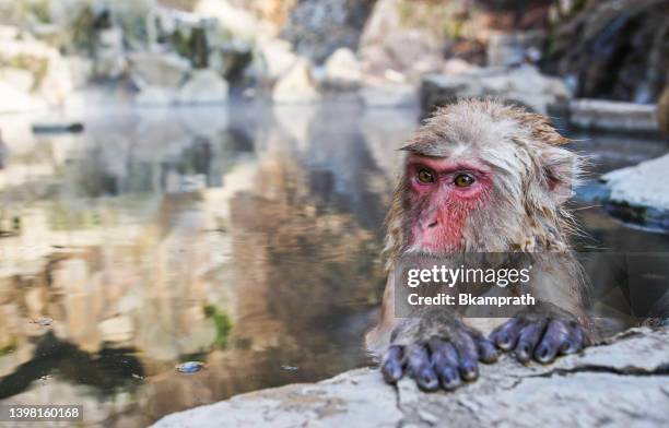 wild japanese snow monkey at a hot spring near jigokudani in japan, asia - jigokudani imagens e fotografias de stock