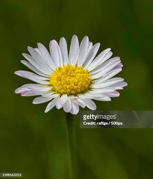close-up of white daisy flower,canzo,como,italy - ヒナギク ストックフォトと画像