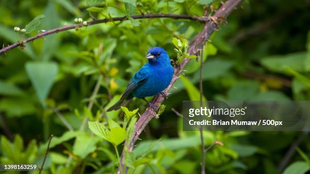 close-up of songbird perching on plant,goochland,virginia,united states,usa - indigo bunting stock pictures, royalty-free photos & images