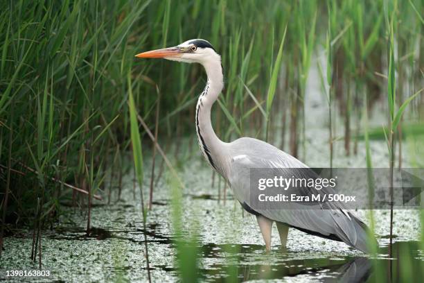 a gray great blue heron,netherlands - gray heron stock pictures, royalty-free photos & images