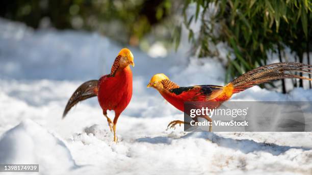 578 Golden Pheasant Stock Photos High Res Pictures And Images Getty 578-golden-pheasant-stock-photos-high-res-pictures-and-images-getty