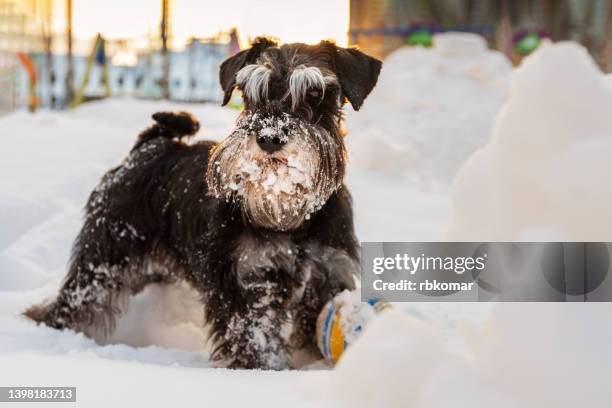 snow wrapped miniature schnauzer in a snowdrift on a sunny winter day close-up - schnauzer stock pictures, royalty-free photos & images