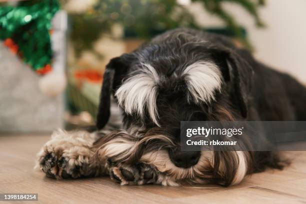 sleeping miniature schnauzer puppy on the floor close-up - brow lamination stock pictures, royalty-free photos & images