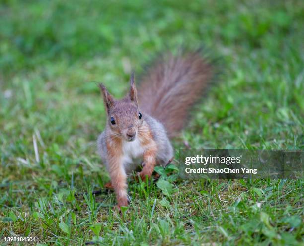 close-up squirrel was looking at camera - espoo finland stock pictures, royalty-free photos & images