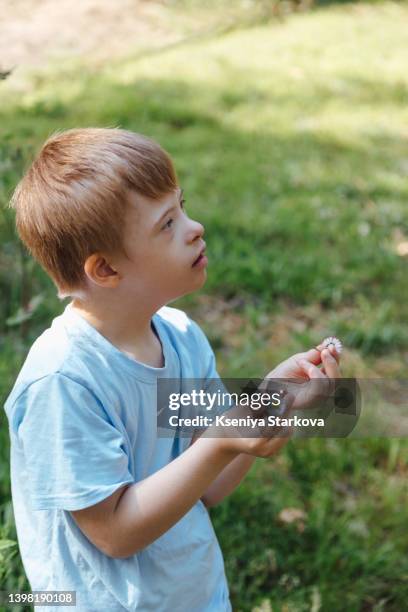 a small european fair-haired boy with down syndrome walks in the park in a blue t-shirt and jeans holding daisies in his hands - fair haired boy stock-fotos und bilder