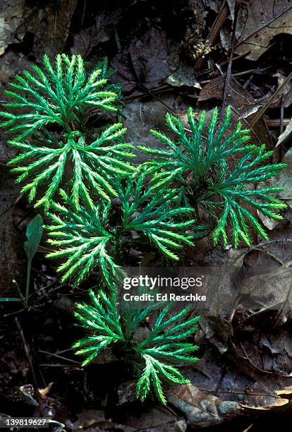 club moss, lycopodium complanatum, is a primitive spore-producing plant and thrives in moist and shaded woodlands, michigan, usa - lycopodiaceae stock pictures, royalty-free photos & images