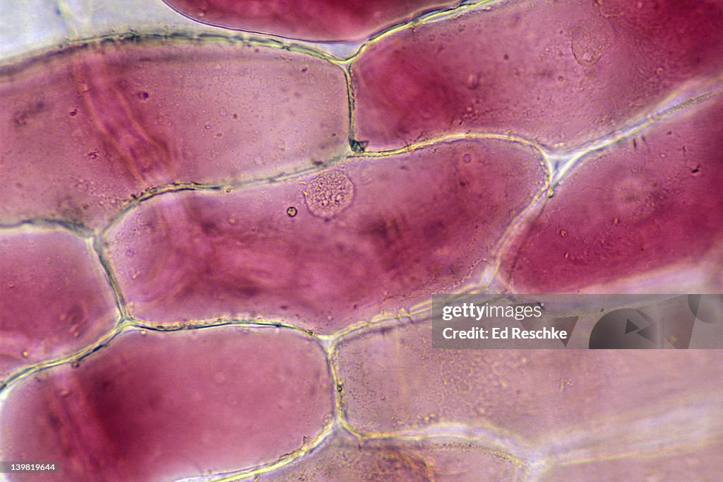Onion Shell Structure Onion Cell 100x
