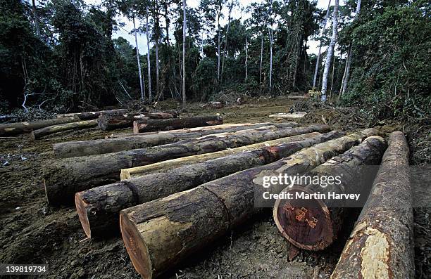 gabon. rainforest logs await export at logging camp in forest - gabon photos et images de collection