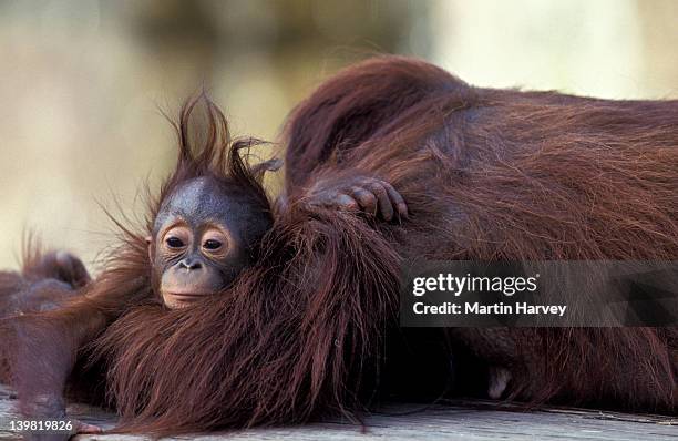 endangered female orangutan, pongo pygmaeus, with baby, borneo - borneo stock-fotos und bilder