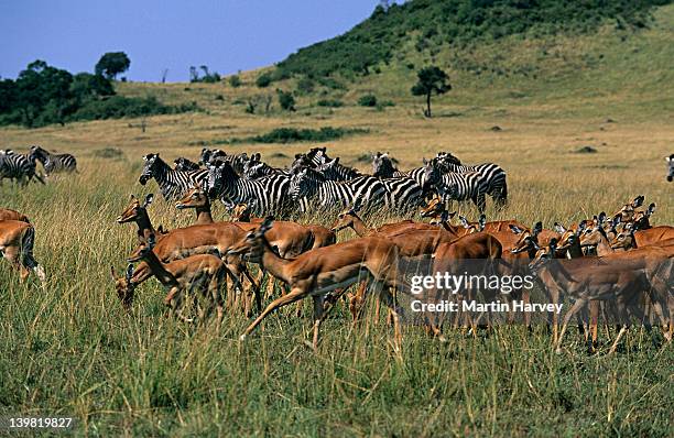 herd of impalas, aepyceros melampus, and zebras on plains of masai mara national reserve, kenya - grass grazer stock pictures, royalty-free photos & images