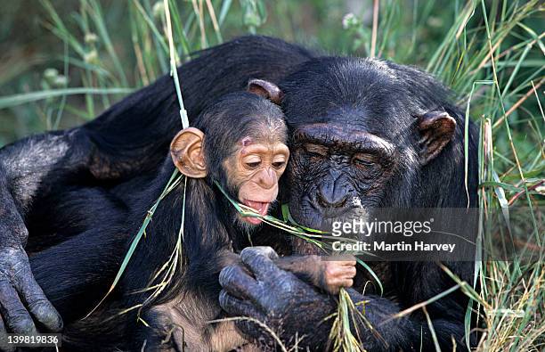 female chimpanzee, pan troglodytes, feeding with baby, chimfunshi chimpanzee orphanage, zambia - sambia stock-fotos und bilder