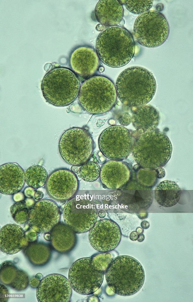 Coccoid green alga. Unicellular Green Alga, 100X at 35mm. Very common algae that grows on tree trunks, moist walls, flower pots, etc. Phylum Chlorophyta.