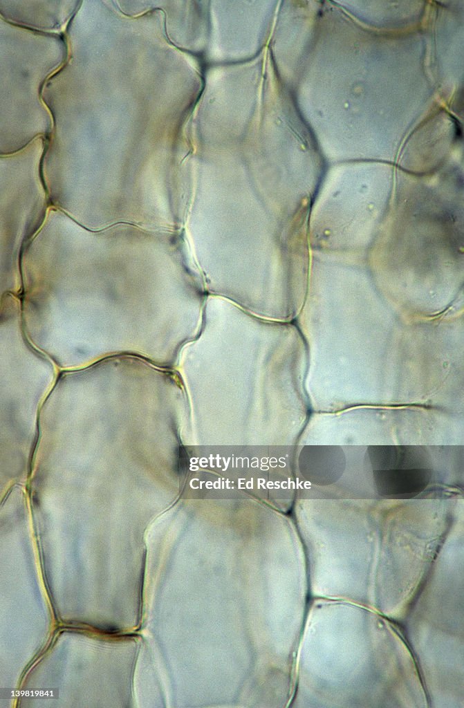 Cork cells; cell walls, 250X at 35mm. Shows cell walls, but the protoplast is not present (no living matter). Thin slide through cork. Similar to what early microscopists like Robert Hooke saw.